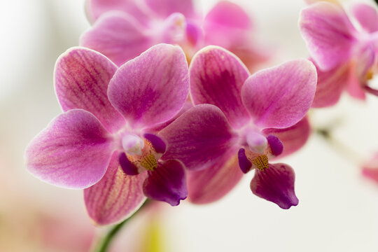 Phalaenopsis equalacea x Pinlong Cheris hybrid. Fragrant orchid hybrid combining the genetic traits of Phalaenopsis equestris, violacea, amabilis, schilleriana, aphrodite, and stuartiana