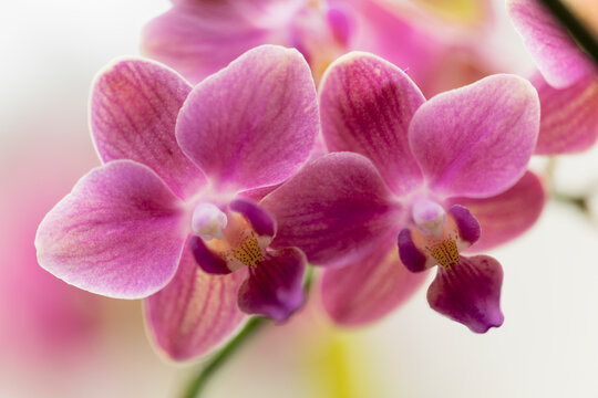 Phalaenopsis equalacea x Pinlong Cheris hybrid. Fragrant orchid hybrid combining the genetic traits of Phalaenopsis equestris, violacea, amabilis, schilleriana, aphrodite, and stuartiana