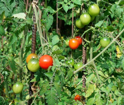 Tomatoes ripening on the vine