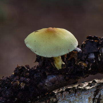 A single Hypholoma fasciculare, sulphur tuft, mushroom grows from a decaying, dark branch, showcasing its pale yellow-green cap with a distinctly darker, brownish umbo at the center.