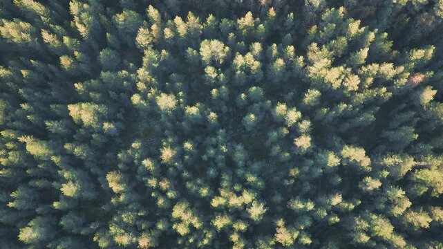 Aerial drone flying over a dense coniferous pine forest with canopies lit by the golden hour sunlight, creating a captivating and tranquil northern landscape top down view