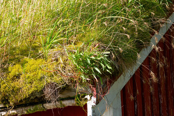 Red wooden house with vegetation covered roof © Comofoto