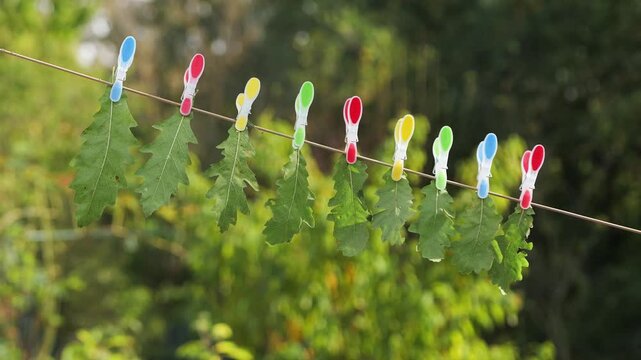 Green oak leaves hanging on a clothesline