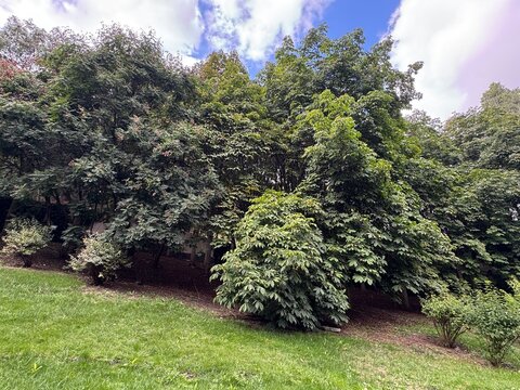 Autumn fruits of Aesculus hippocastanum. A lush park landscape featuring horse chestnut trees (Aesculus hippocastanum) with dense green foliage and large canopies under a partly cloudy blue sky.