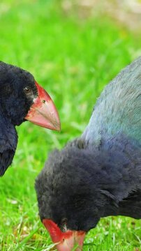 Rare endangered Takahe birds in New Zealand, close-up eating grass
