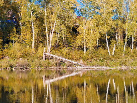Autumn lake with trees and reflections