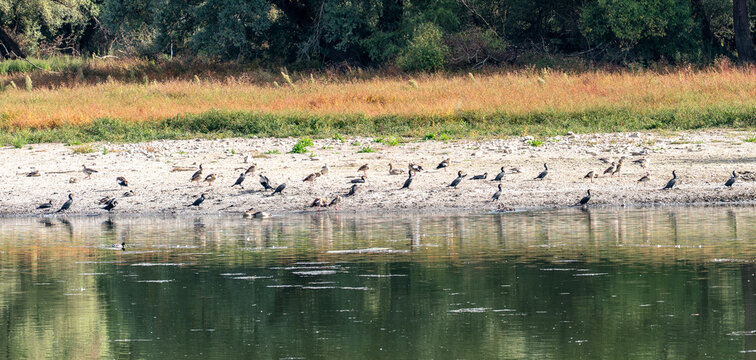 V&ouml;gel am Kiesstrand des Naturschutzgebietes K&uuml;hkpf/Knoblochsaue, Hessen