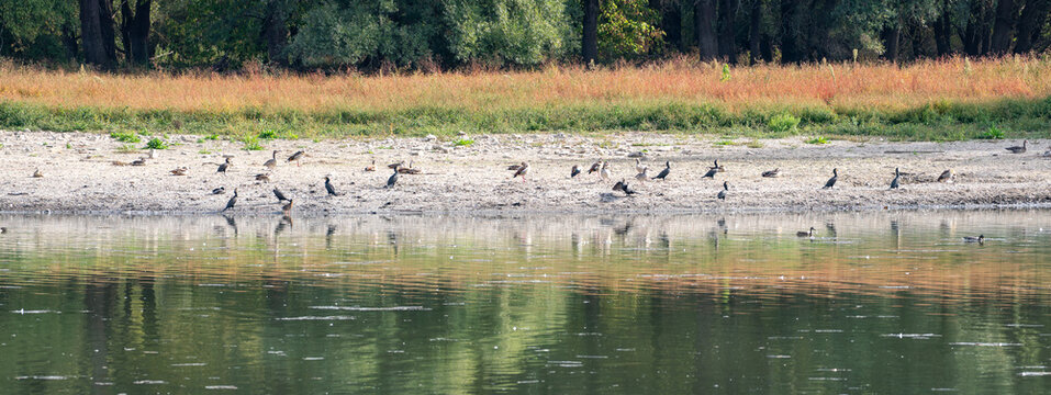 V&ouml;gel am Kiesstrand des Naturschutzgebietes K&uuml;hkpf/Knoblochsaue, Hessen