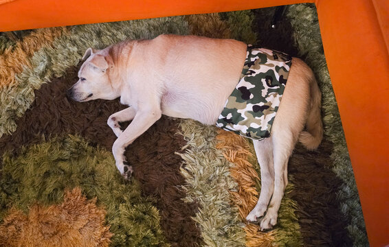 alter hund mit seiner Windel