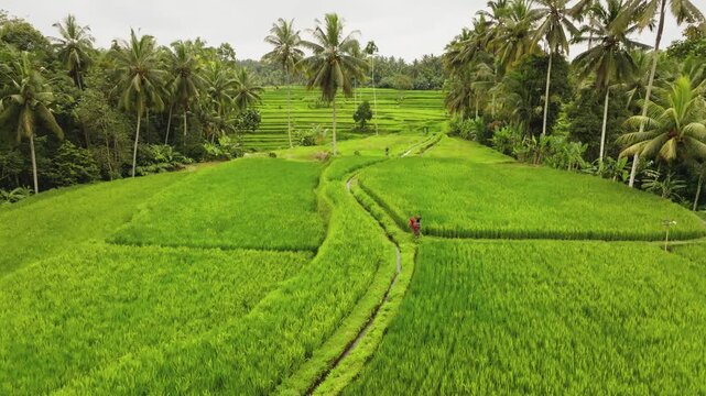 Aerial view drone flight over lush green rice paddies and terraced fields with palm trees and a walking path trail, exploring the agricultural nature landscape of Ubud, Bali tropical island, Indonesia