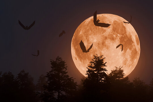 Spooky Halloween night scene with a huge orange harvest moon rising over a dark, silhouetted forest. Several silhouettes of bats are seen flying across the face of the full moon.