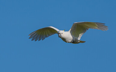 white cockatoo in flight © Tim