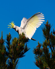 Cocaktoo in a tree © Tim