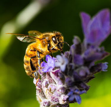 bee on a flower