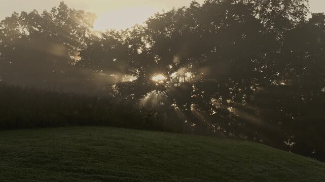 Golden sunbeams breaking through foggy trees at sunrise over a grassy hill