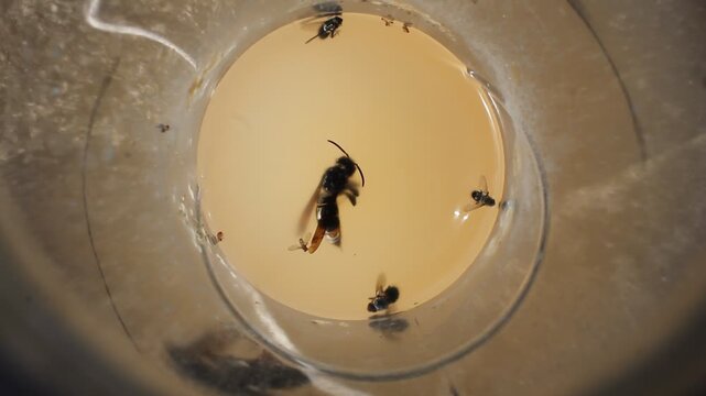 Top down macro view inside a DIY wasp trap showing a large Asian hornet and smaller insects floating in bait