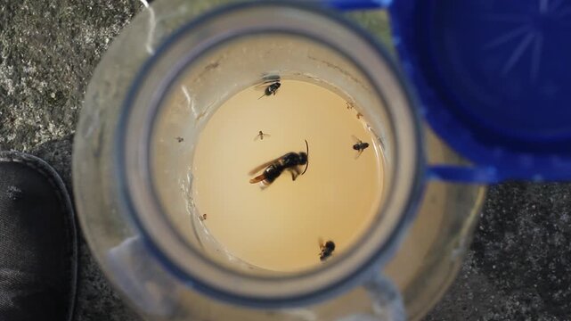 High angle view of a homemade wasp trap made with a plastic bottle containing trapped Asian hornets and flies floating in liquid bait