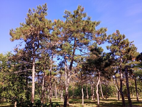 Tall maritime pine trees growing in a sunny forest against a clear blue sky. Beautiful outdoor nature photography of Pinus pinaster or Scots pine grove with green coniferous needles, long brown trunks