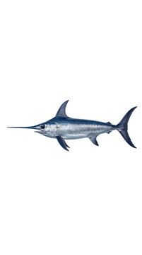 Vibrant blue swordfish illustration, a powerful marine animal with a distinctive long bill. Detailed aquatic life artwork, perfect for ocean-themed designs and educational content.