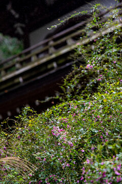 鎌倉26930　浄智寺1　萩
