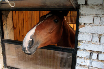brown horse head looking out from wooden stable door, rustic brick wall and barn interior in background, curious farm animal portrait, countryside, no people, grainy texture, high quality photo © Татьяна Швец