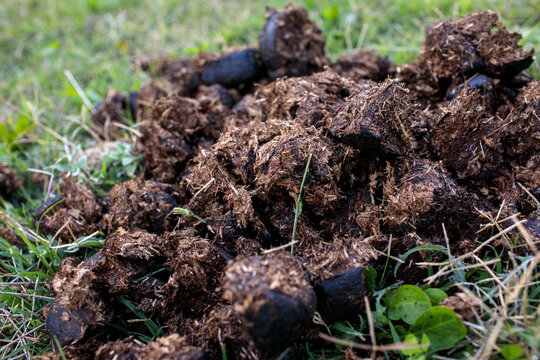 Pile of wet, fresh horse manure on green grass meadow, closeup low angle view showing clumped texture, earthy brown color with visible grain in natural outdoor setting today, high quality photo