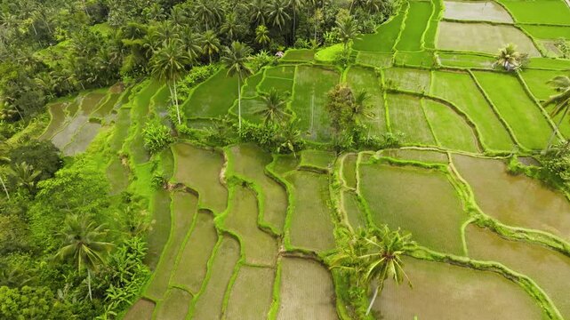 Aerial view green rice paddies form intricate patterns on terraced hillsides, lush tropical vegetation and palm trees, showcasing traditional Balinese agriculture and a stunning natural landscape