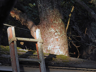 ladder and tree © ralph