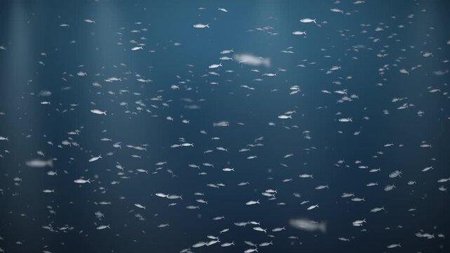 Silver Fish School Swirling Underwater in Light Rays Seamless Loop in subtle ocean tones