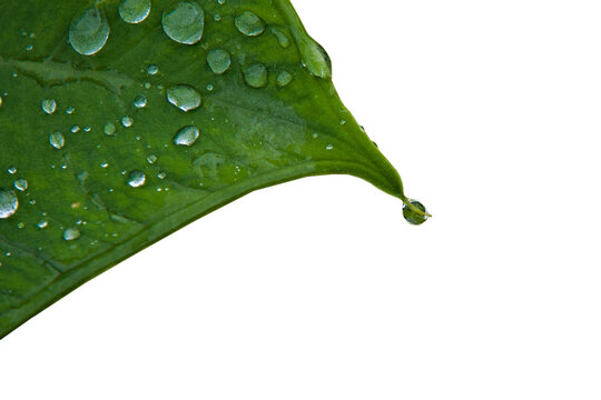 Green leaf tip dripping water droplet isolated on transparent background png eco design element