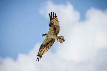 osprey in flight © Kevin