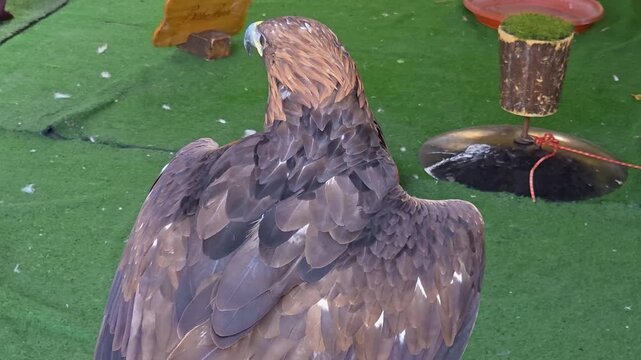 Majestic golden eagle (Aquila chrysaetos)  showing its back and golden nape feathers while turning head in profile. Detailed view of dark brown wing feathers, sharp beak, and intense eye 