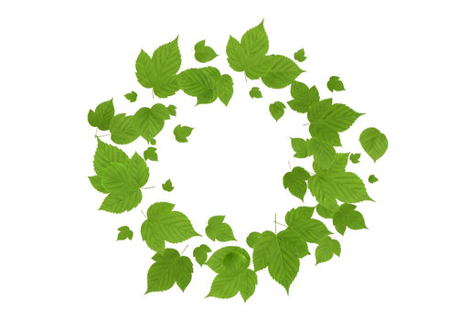 Green leafy circular pattern with organic shapes and nature elements isolated on transparent background