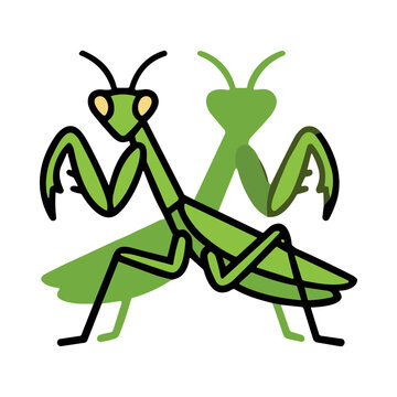 Closeup of Two Praying Mantises in a Natural Green Habitat