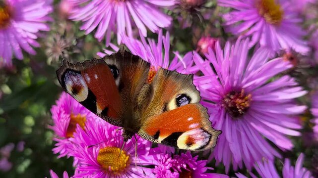Detailed footage of a peacock butterfly with open wings surrounded by the flowers of a perennial aster. Suitable for nature, entomology, gardening and ecology themes. Slow‑motion video.
