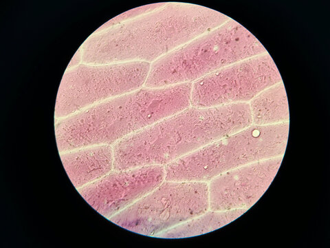 Purple Onion Epidermis Cells Under Light Microscope Showing Cellular Stru
