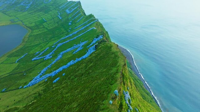 Aerial view of blooming blue hydrangeas on a steep ridge separating the ocean from Caldeirao volcanic crater lake on Corvo Island, Azores, Portugal. Moving Forward