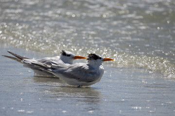 Fototapeta premium Two Royal Terns on Beach — Pair With Orange Bills Against Sparkling Backlit Water