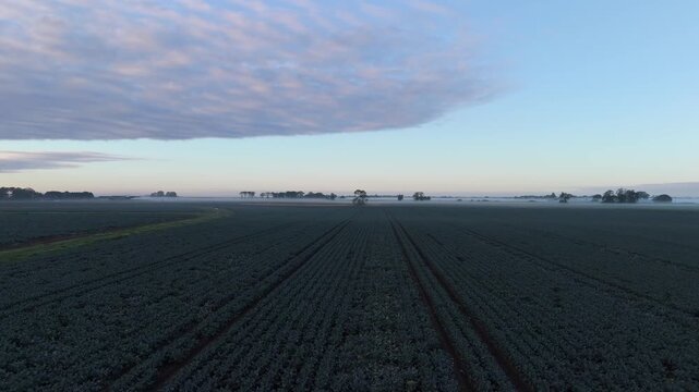 Fields stretch under soft dawn light