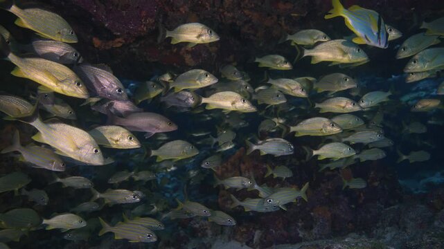 Dense school of yellow striped grunts sheltering beneath a rocky reef ledge at Key Largo