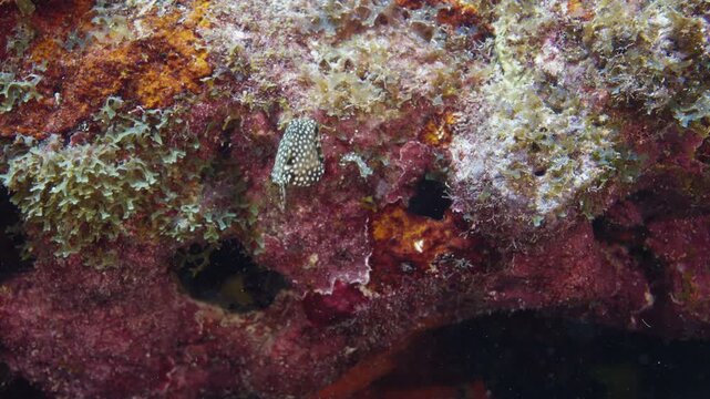 Juvenile smooth trunkfish swimming near a red encrusting reef ledge at Key Largo