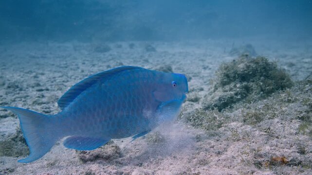 Blue parrotfish grazing along a sandy floor before expelling crushed limestone sediment at Key Largo