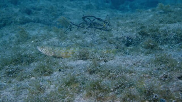 Sand diver lizardfish resting across an algal seabed at Key Largo