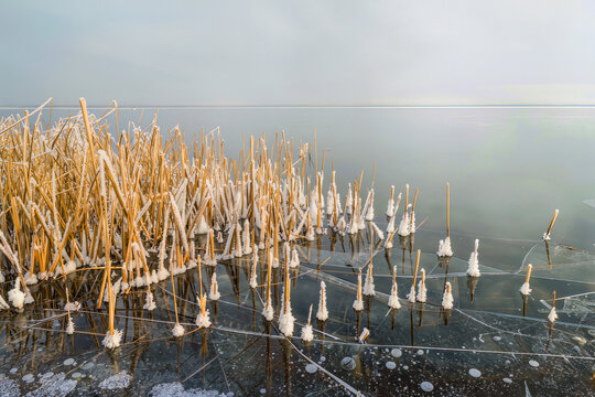 Golden reed stems wrapped in spiky hoarfrost stand in cracked black ice dotted with frozen air bubbles