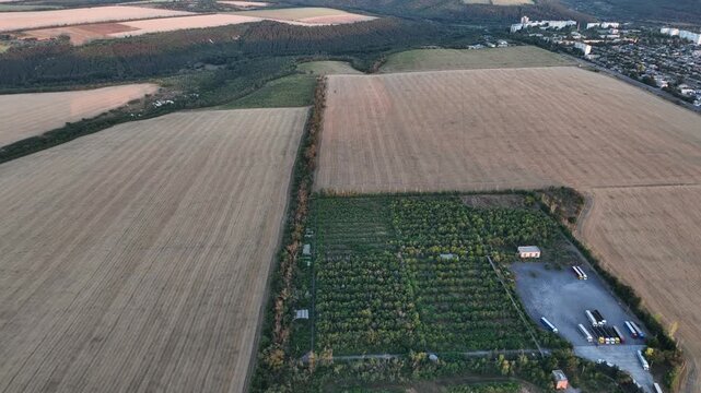 Orchard rows between harvested fields near a town in a drone aerial view. Agriculture, food production, orchard management and peri-urban land use