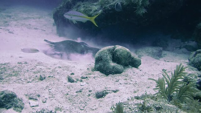 Southern stingray foraging along a sandy calcareous reef floor at Key Largo