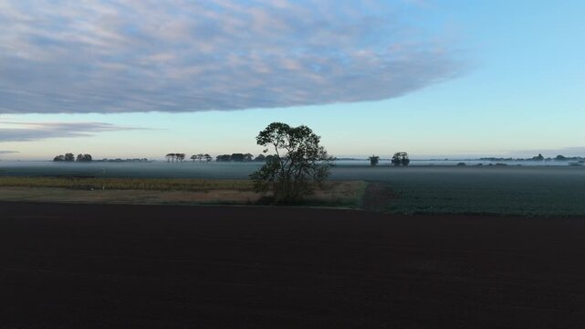 Quiet dawn over misty farmland with lone tree