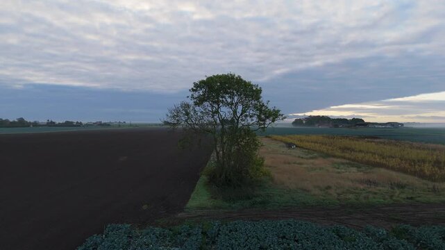Dawn light paints a quiet agricultural field