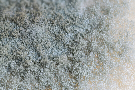 Gray mold with a soft white tufted fringe on a hard cheese in macro detail.