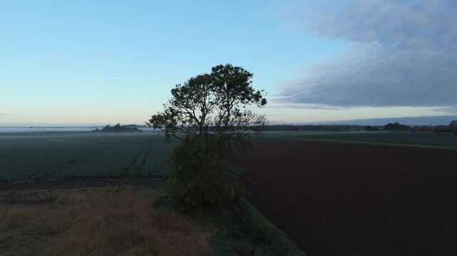 Single tree stands tall in vast farmland at dawn